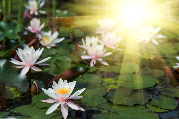 Fondo de flores de loto — Foto de Stock