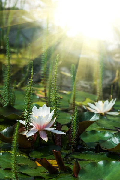 Fondo de flores de loto — Foto de Stock