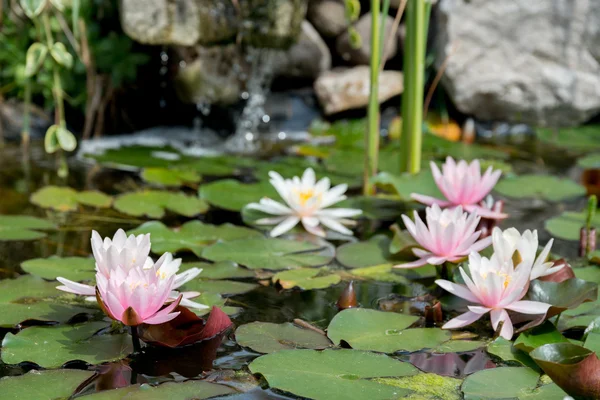 Lotus blommor bakgrund — Stockfoto