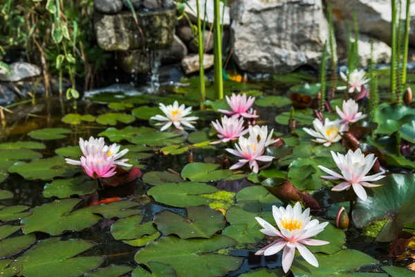 Lotus fleurs fond — Photo