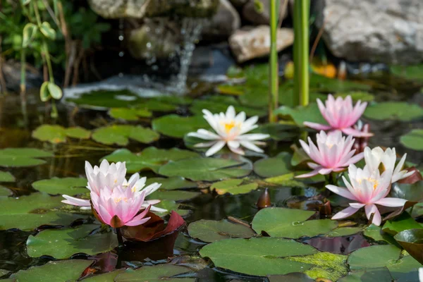 Lotus flowers background — Stock Photo, Image