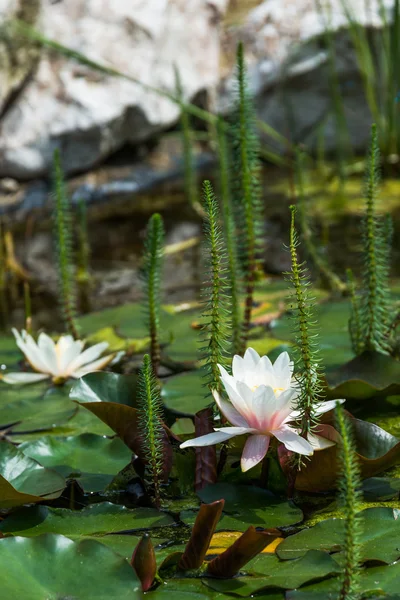 Lotus blommor bakgrund — Stockfoto