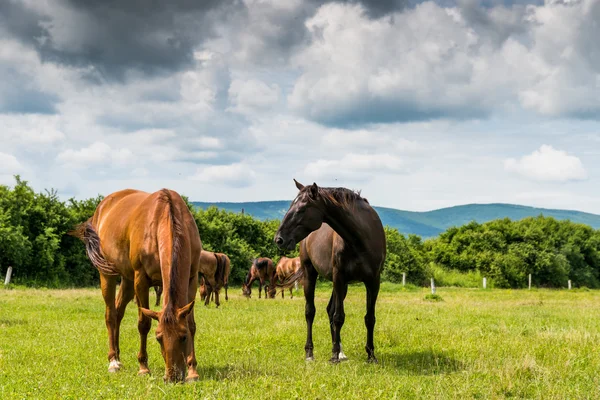 Landschaft mit Pferden auf dem Hof — Stockfoto
