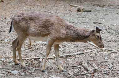 ormandaki kahverengi geyik