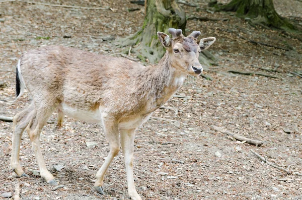 Brown deer in forest — Φωτογραφία Αρχείου