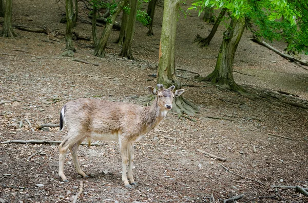 Brown deer in forest — Φωτογραφία Αρχείου