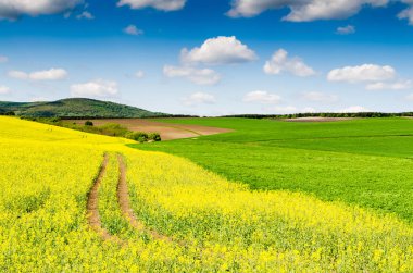 yağlı tohum tecavüz alan gökyüzü altında 