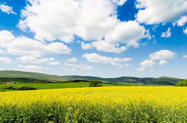 yağlı tohum tecavüz alan gökyüzü altında 