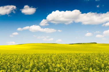 yağlı tohum tecavüz alan gökyüzü altında 