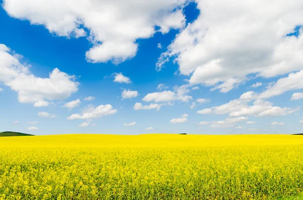 Campo de colza oleaginosa bajo el cielo — Foto de Stock