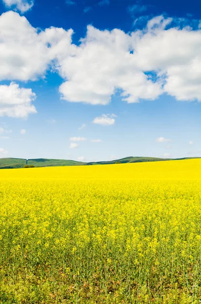 Rapsfeld unter freiem Himmel — Stockfoto