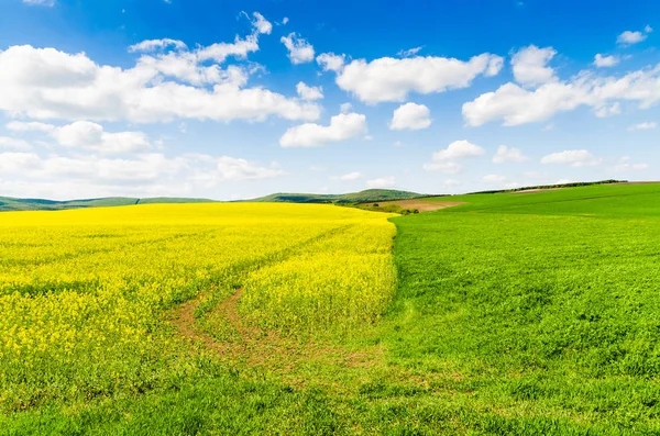 Oliehoudende zaden verkrachting veld onder hemel — Stockfoto