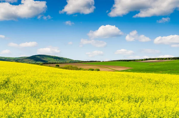 Rapsfeld unter freiem Himmel — Stockfoto