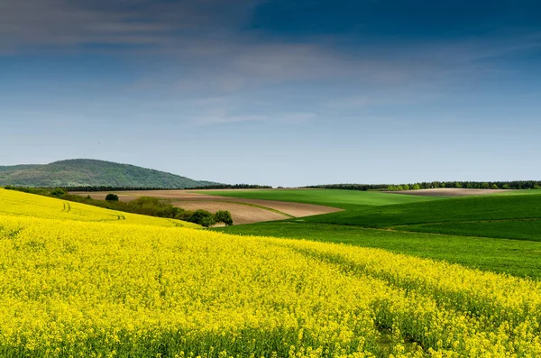 Campo de colza oleaginosa bajo el cielo —  Fotos de Stock