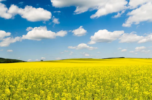 Rapsfeld unter freiem Himmel — Stockfoto