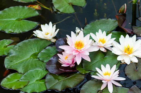 Lírios de água florescem no lago — Fotografia de Stock