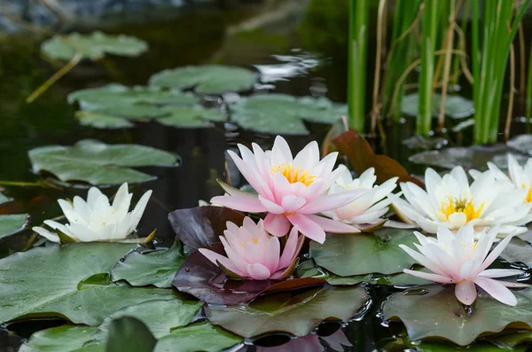 Gigli d'acqua fioriscono sul lago — Foto Stock