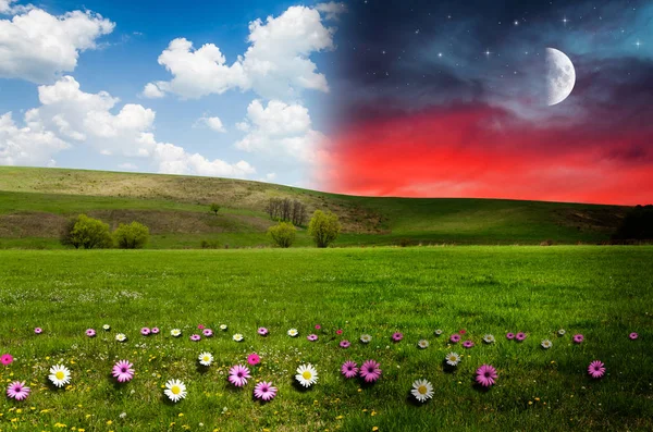 Campo de flores en el fondo del cielo — Foto de Stock