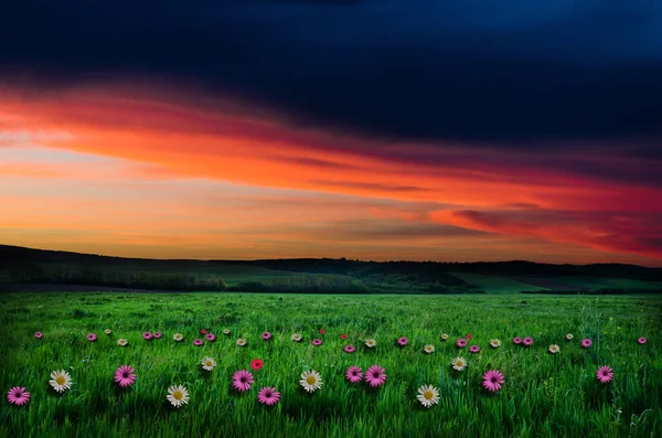 Champ de fleurs dans la nuit — Photo