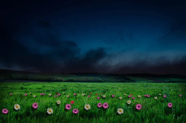 Flowers field in night — Stock Photo, Image