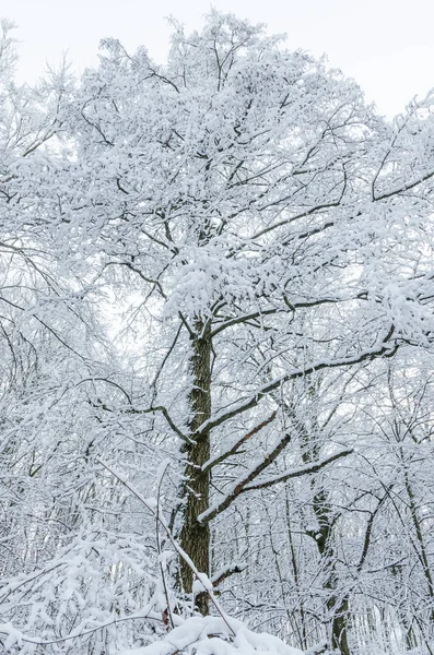 Bosque de invierno con nieve —  Fotos de Stock