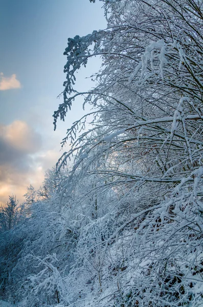 Bosque de invierno con nieve —  Fotos de Stock