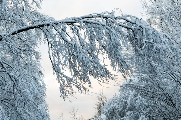 Bosque de invierno con nieve —  Fotos de Stock