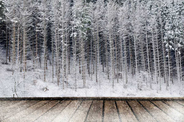 Bosque de invierno con suelo —  Fotos de Stock