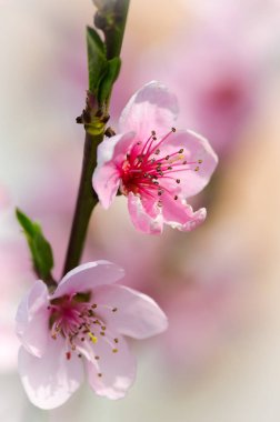 Şeftali çiçeği çiçek 