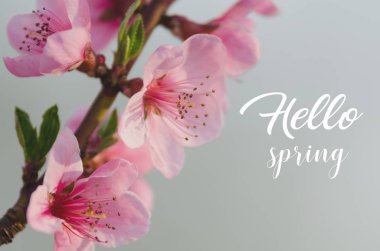 Şeftali çiçeği çiçek 