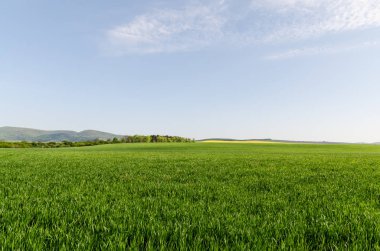 Field and blue sky clipart