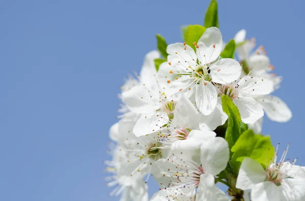 Blumen der Kirschblüte — Stockfoto