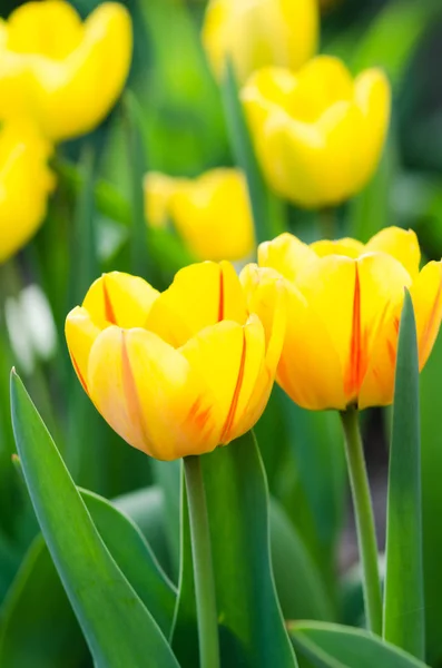 Tulipanes frescos en campo —  Fotos de Stock