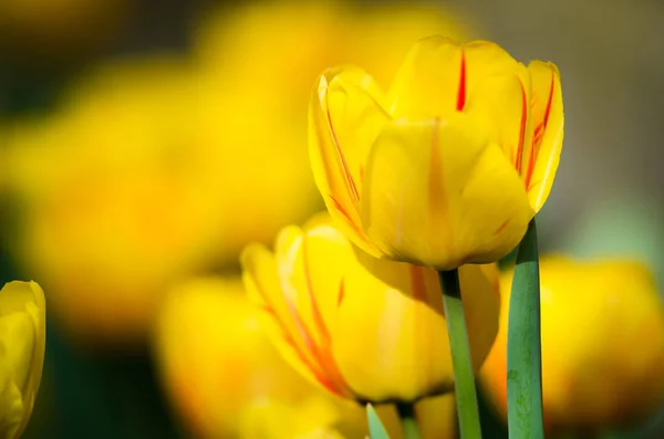 Tulipanes frescos en campo —  Fotos de Stock