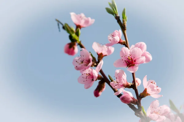 Flowers of peach blossom — Stock Photo, Image