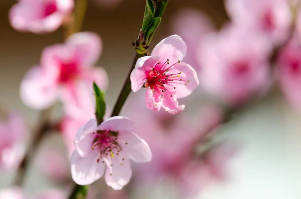 Flowers of peach blossom — Stock Photo, Image