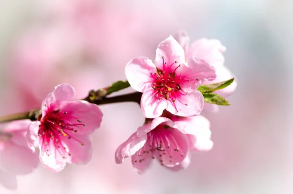 Flores de flor de pêssego — Fotografia de Stock