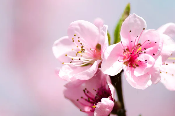 Flowers of peach blossom — Stock Photo, Image