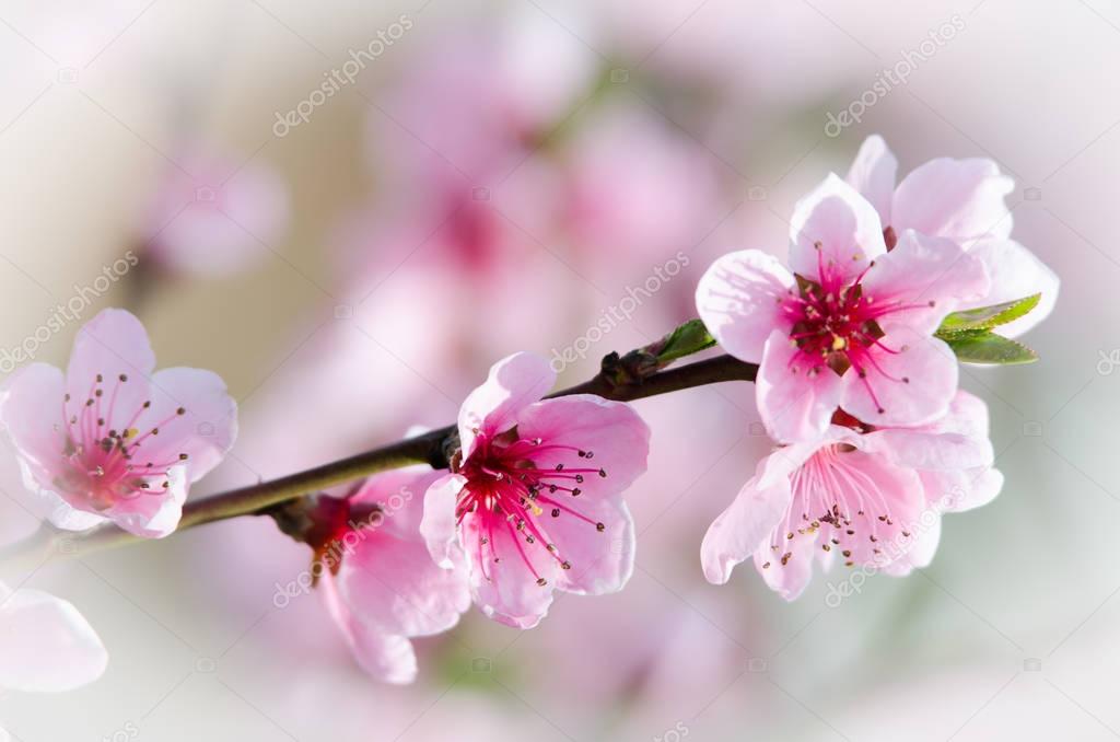 Flowers of peach blossom 