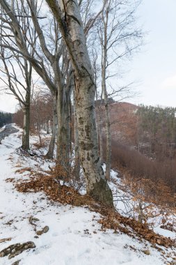 Karlı kış ormanı 