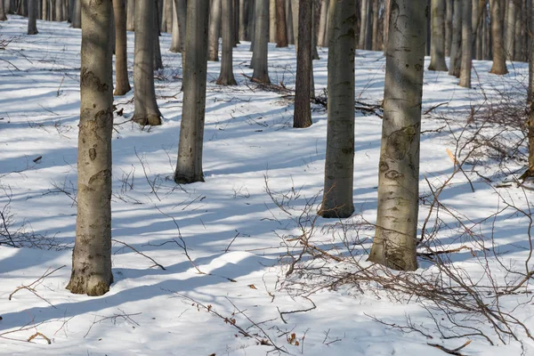 Χειμερινό δάσος με χιόνι — Φωτογραφία Αρχείου