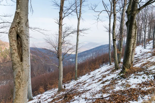 Floresta de inverno com neve — Fotografia de Stock