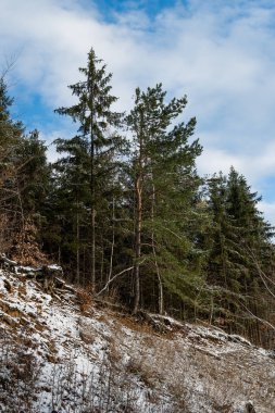 Karlı kış ormanı 