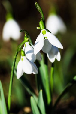 güzel beyaz kardelen