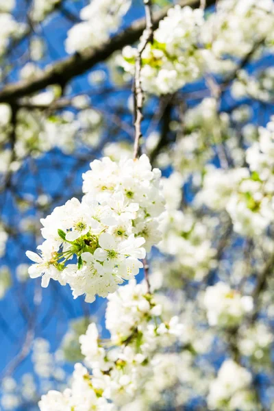 Flor de ramas de cerezo —  Fotos de Stock