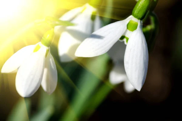 Beautiful white snowdrops — Stock Photo, Image