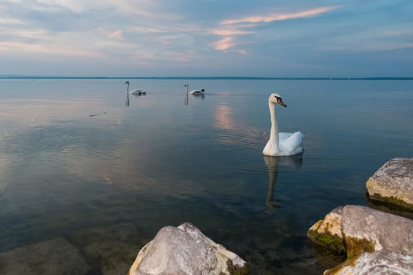 Svanar på Balatonsjön — Stockfoto