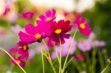 güzel pembe yaz çiçek