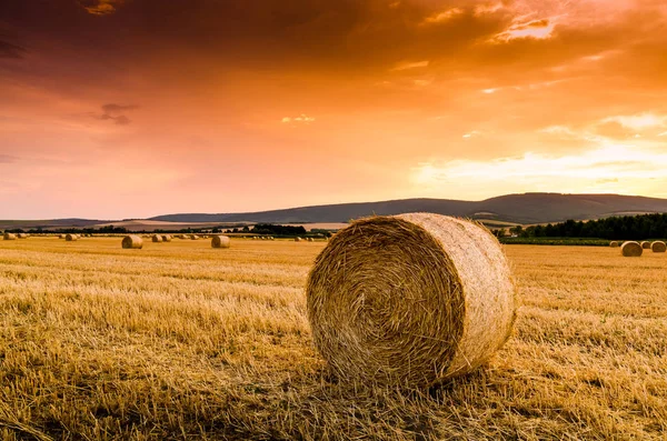 Hay bale on field — Stock Photo, Image