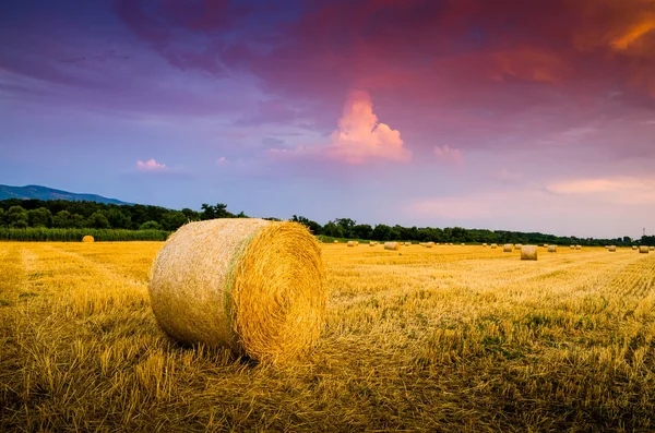 Hay bale on field — Stock Photo, Image